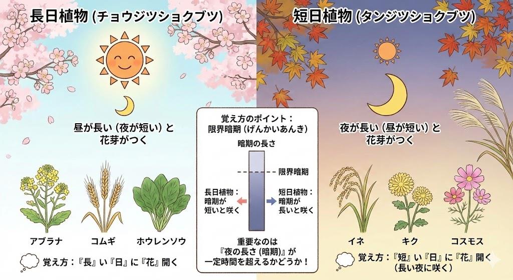 長日植物と短日植物の覚え方