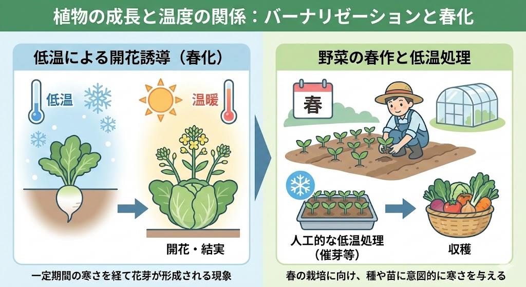 バーナリゼーションと野菜の春化