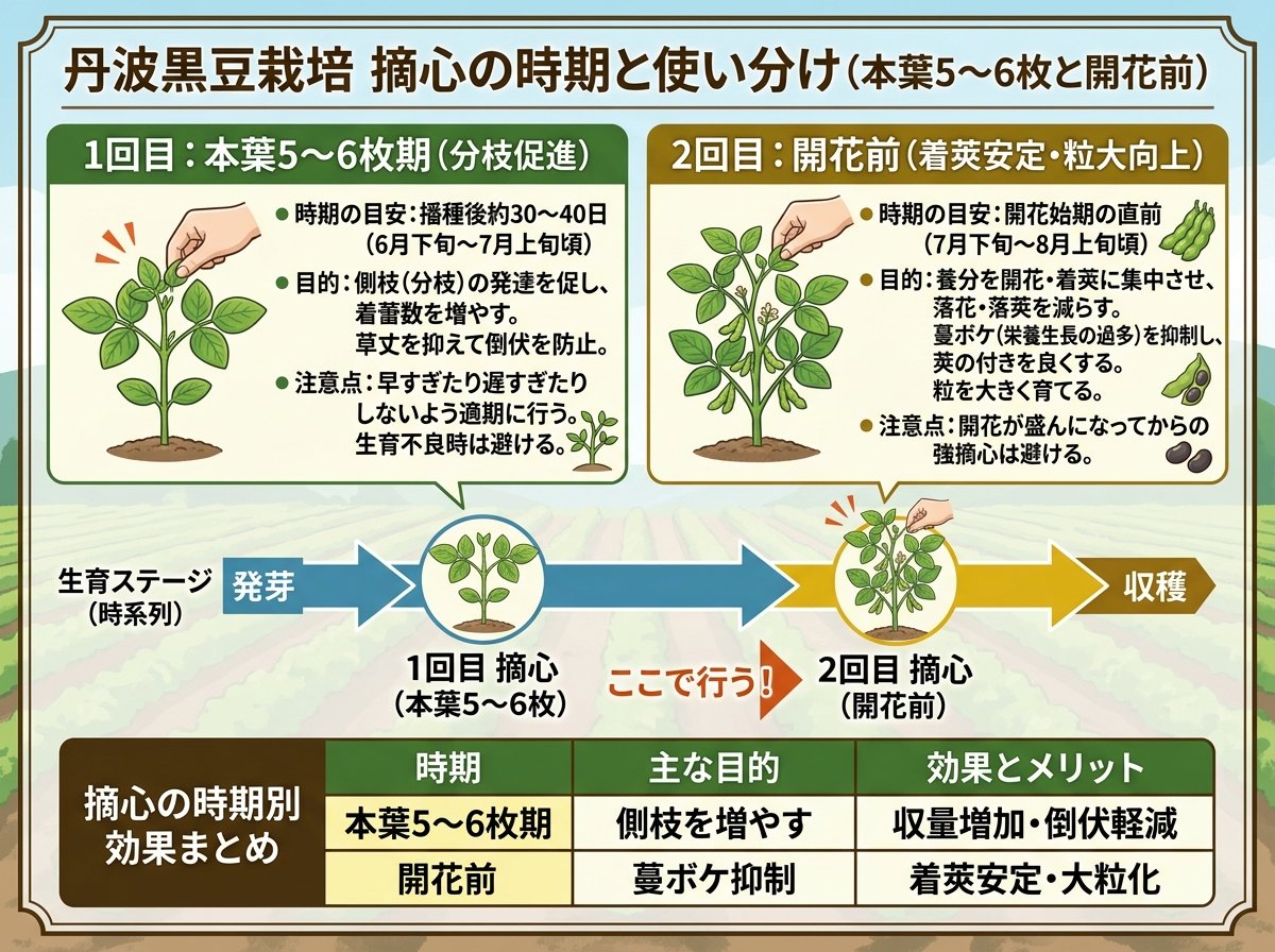 丹波黒豆栽培 摘心の時期：本葉5～6枚と開花前の使い分け